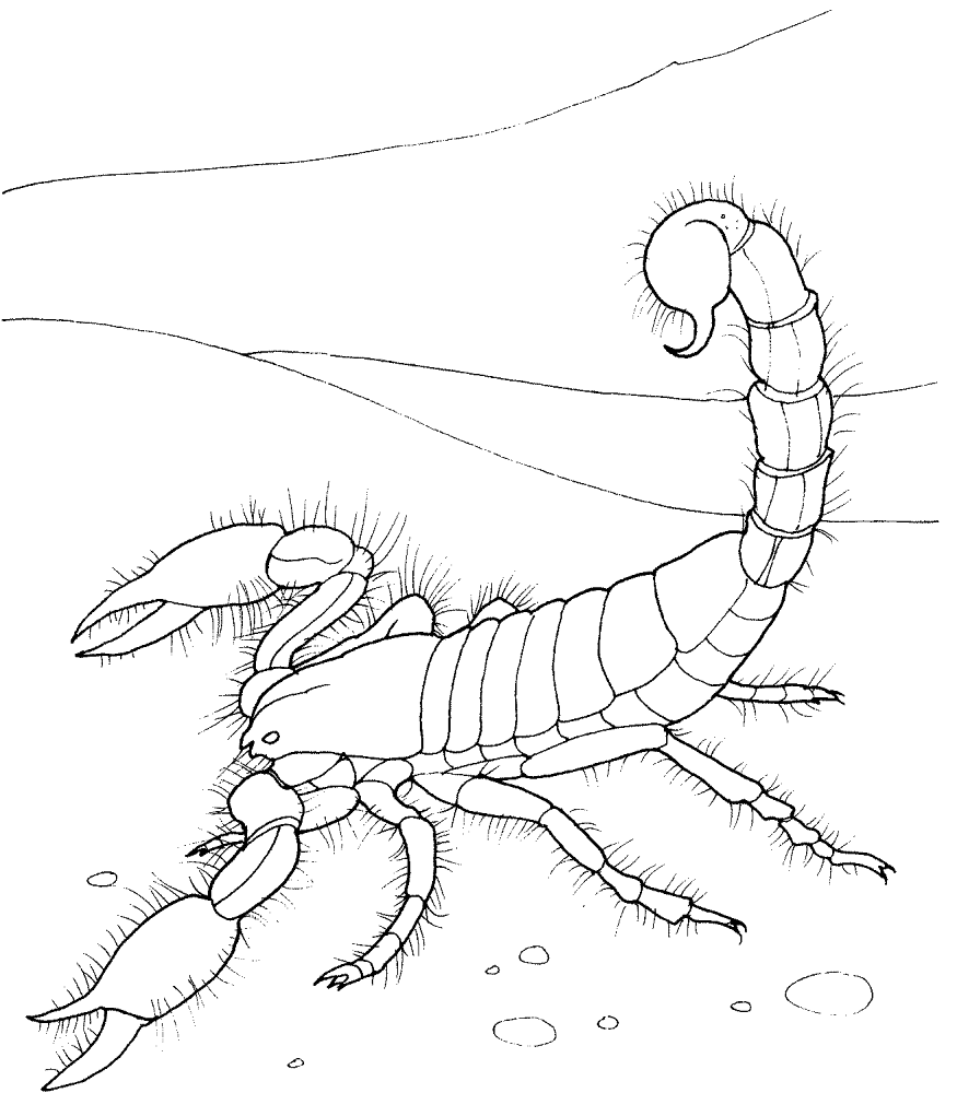 Desenho de Animais Do Deserto para colorir