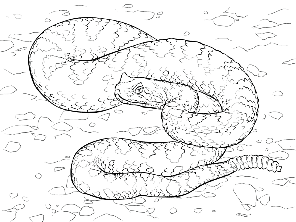 Desenho de Animais Do Deserto para colorir