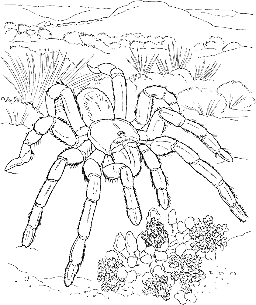 Desenho de Animais Do Deserto para colorir
