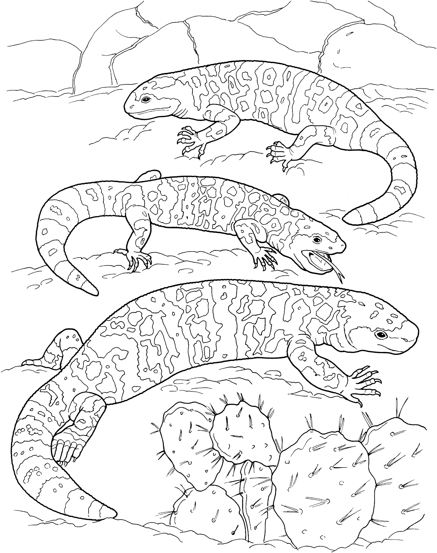 Desenho de Animais Do Deserto para colorir