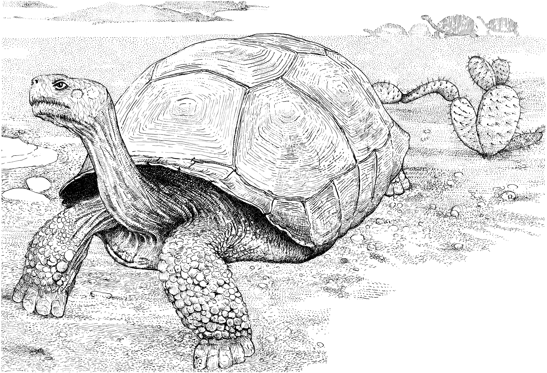 Desenho de Animais Do Deserto para colorir