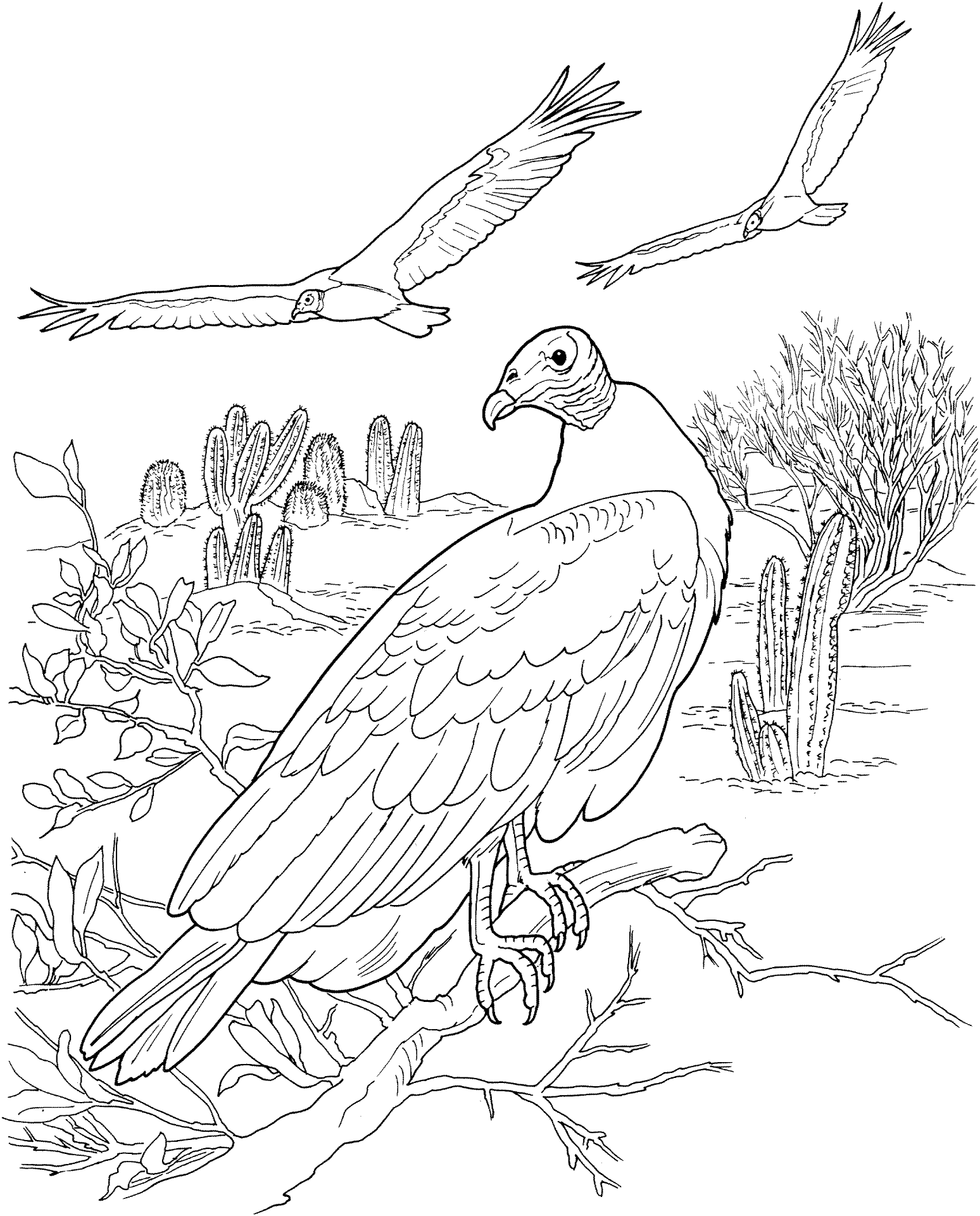 Desenho de Animais Do Deserto para colorir