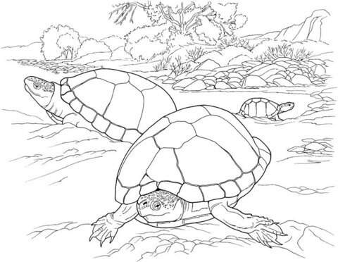 Desenho de Animais Do Deserto para colorir