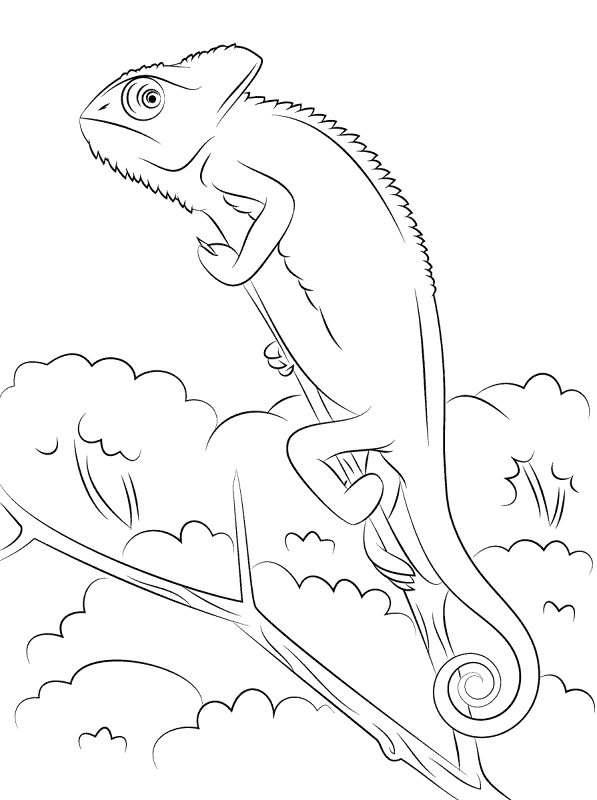 Desenho de Animais Do Deserto para colorir