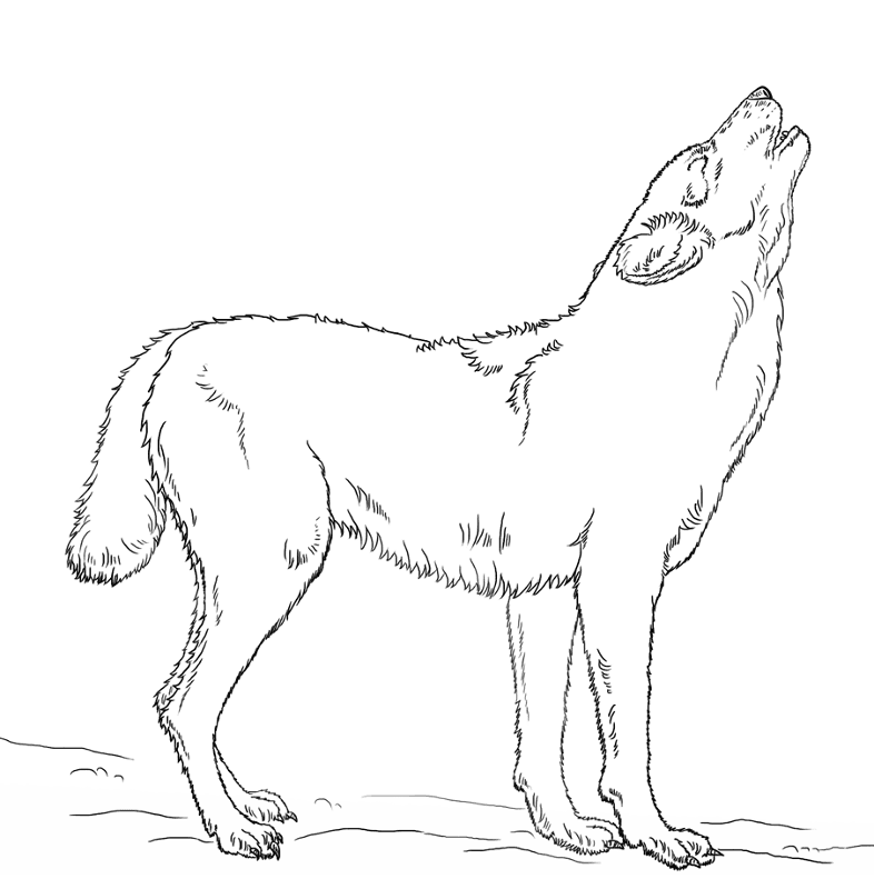 Desenho de Animais Do Inverno para colorir e imprimir: número 13