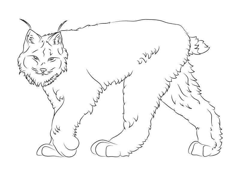 Desenho de Animais Do Inverno para colorir e imprimir: número 15