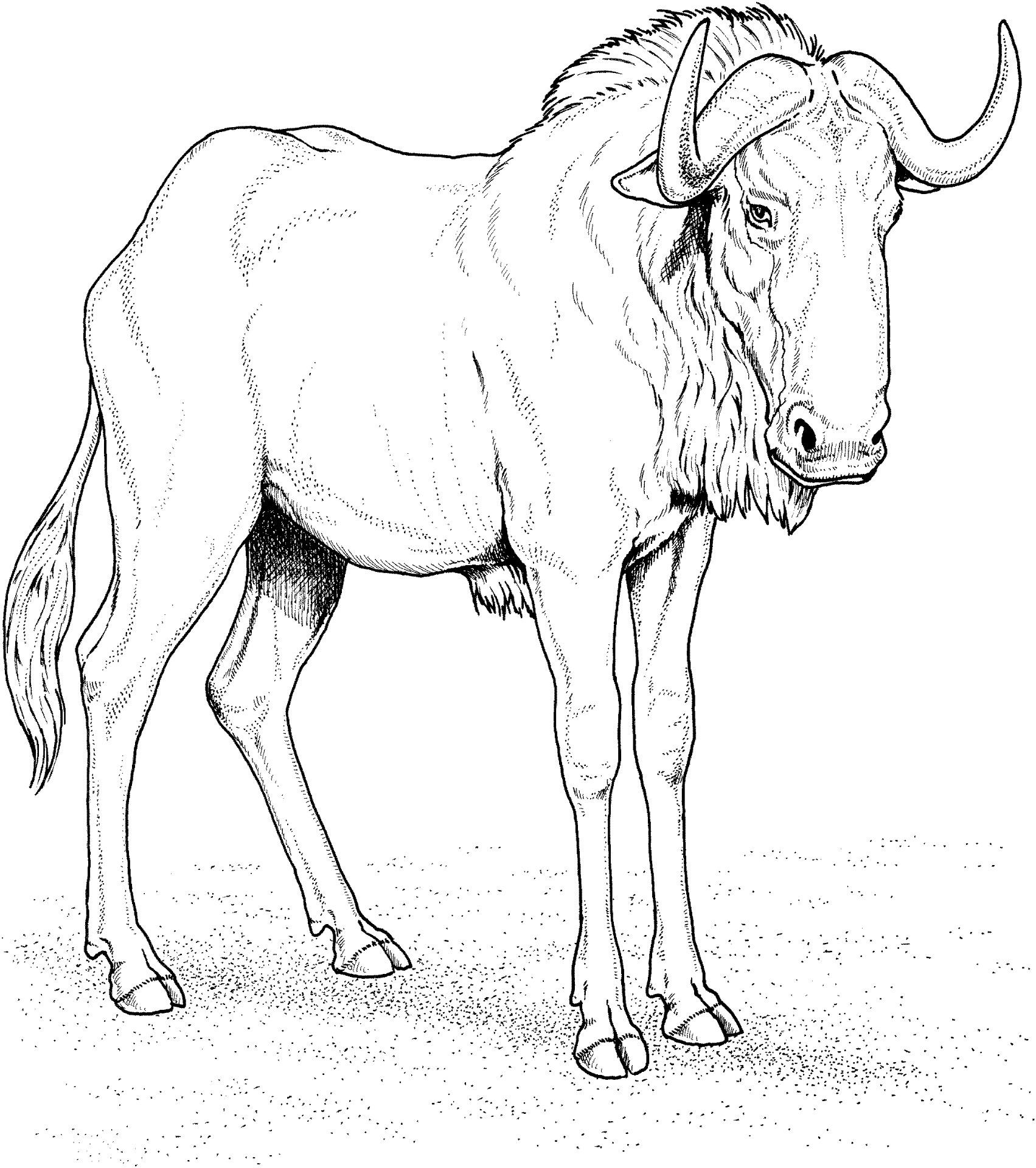 Desenho de Animais Do Safári para colorir e imprimir: número 6