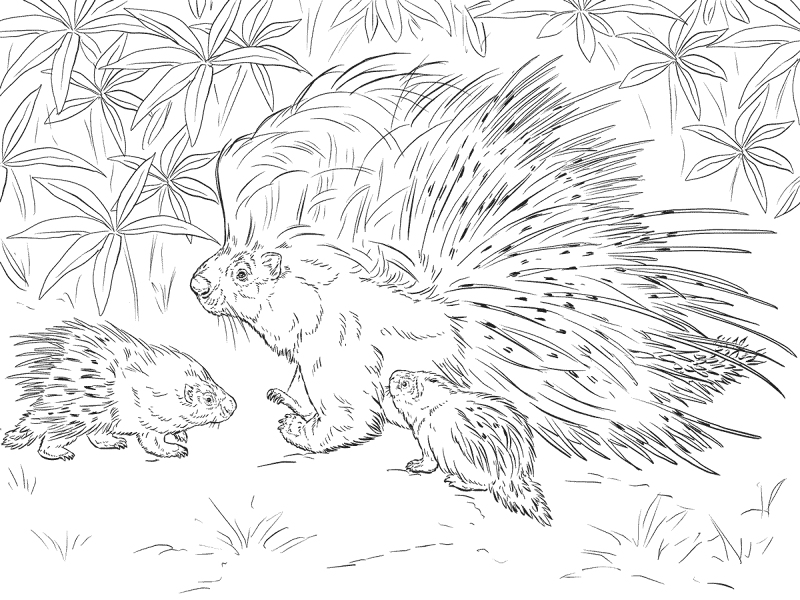 Desenho de Animais Do Safári para colorir e imprimir: número 9