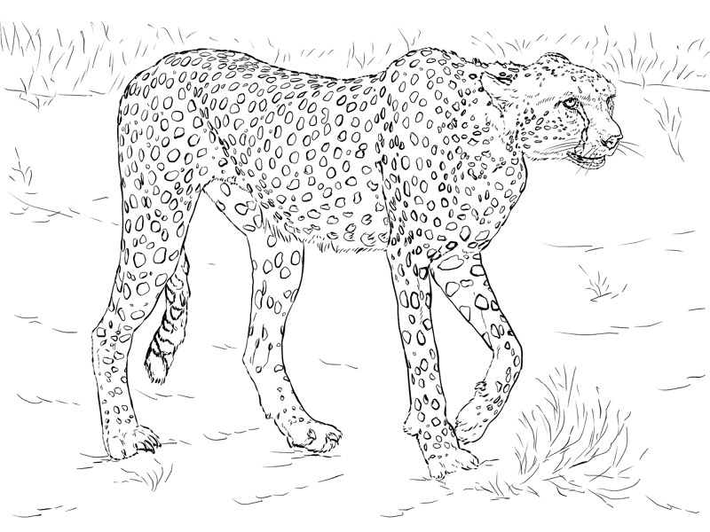 Desenho de Animais Do Safári para colorir e imprimir: número 23