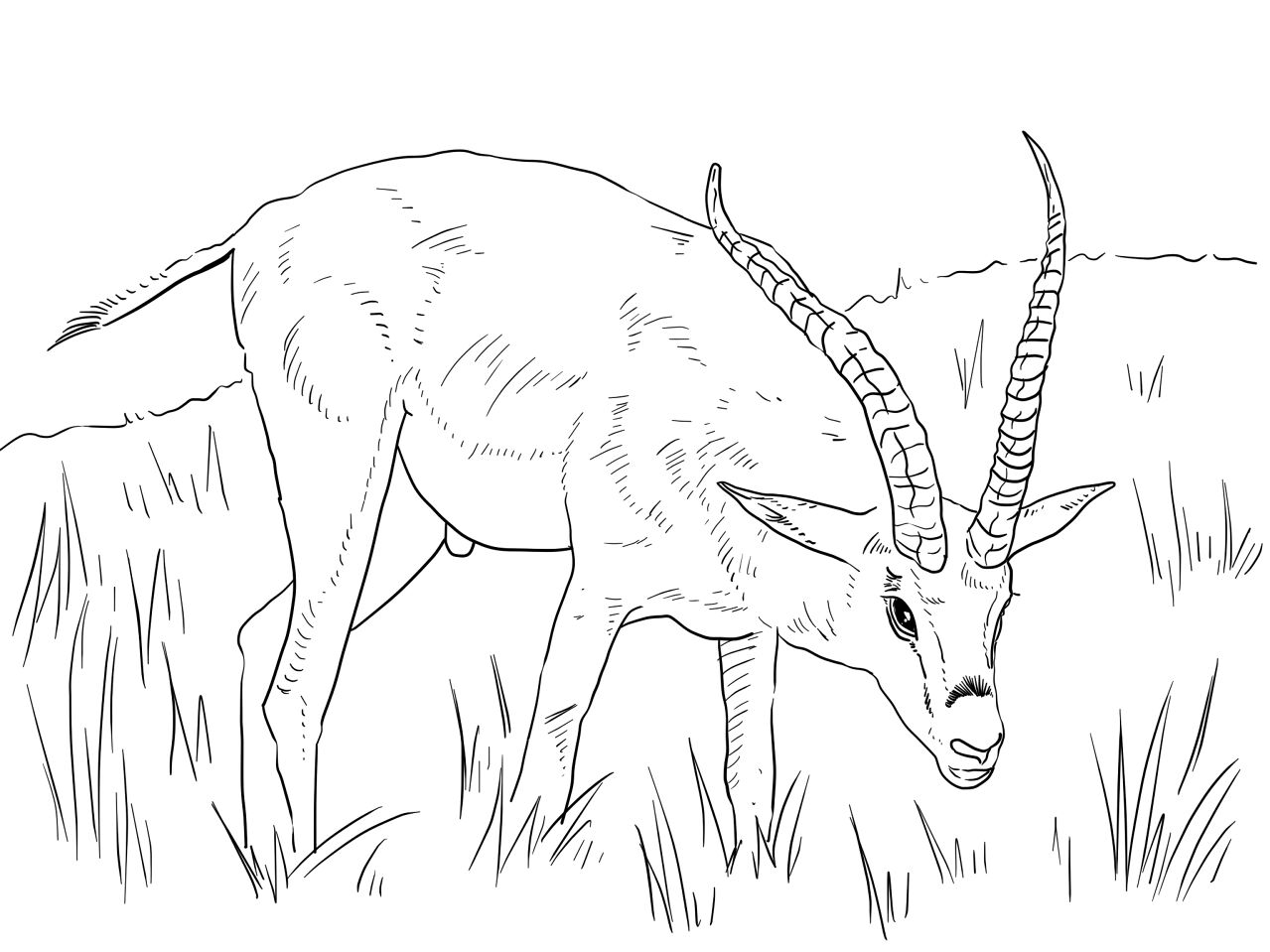 Desenho de Animais Do Safári para colorir e imprimir: número 32