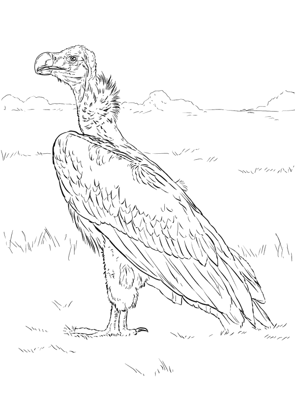 Desenho de Animais Do Safári para colorir e imprimir: número 34
