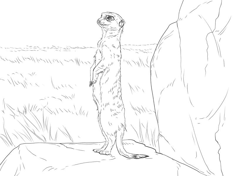 Desenho de Animais Do Safári para colorir e imprimir: número 40