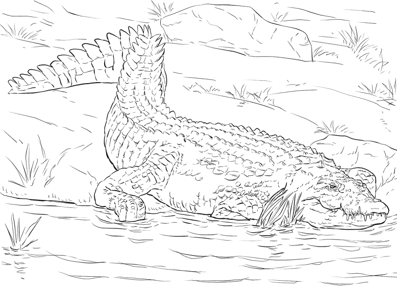 Desenho de Animais Do Safári para colorir e imprimir: número 41