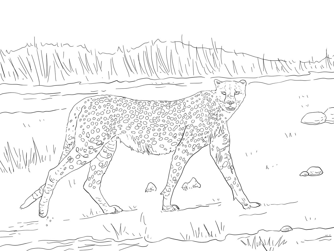 Desenho de Animais Do Safári para colorir