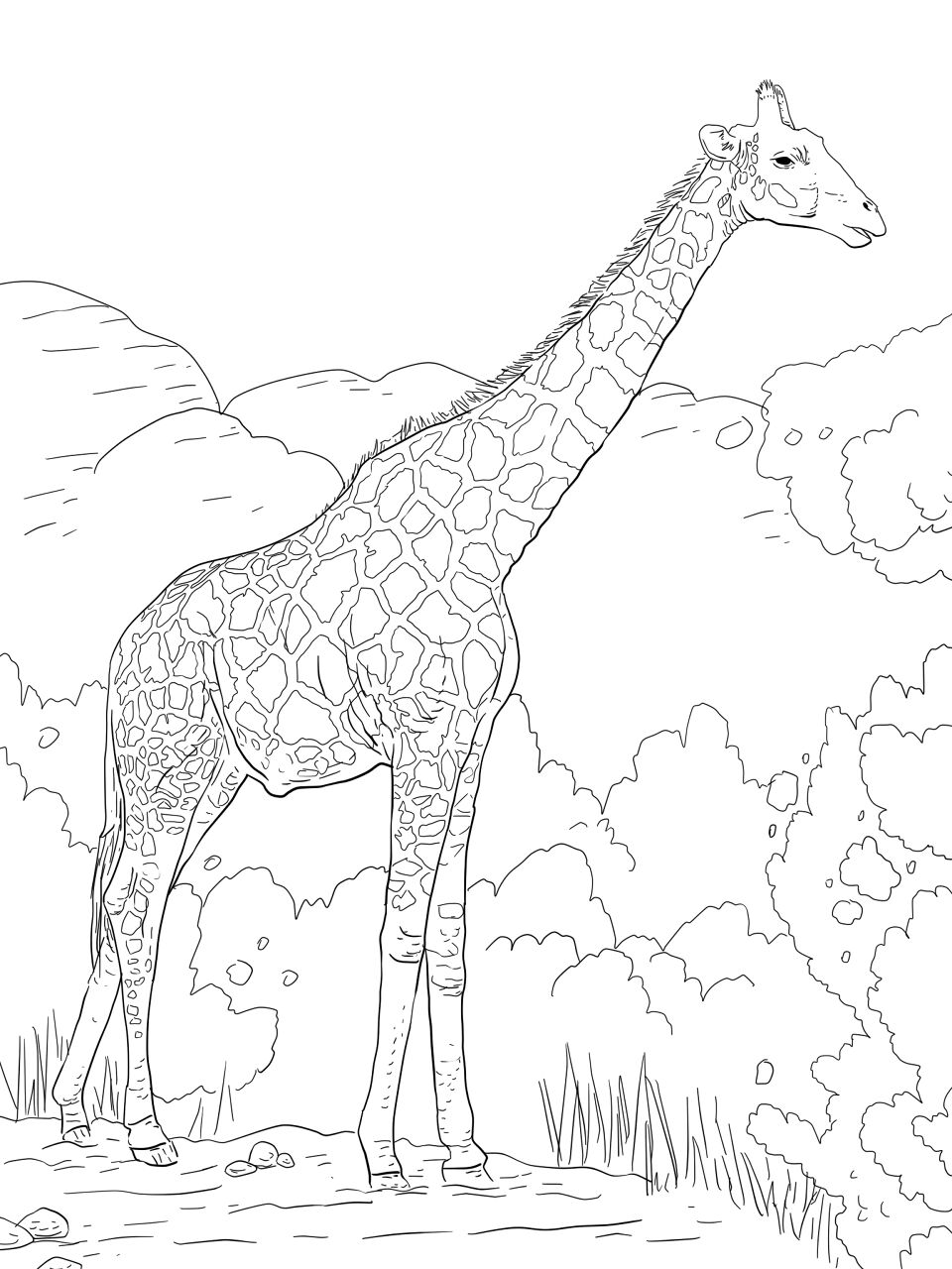 Desenho de Animais Do Safári para colorir