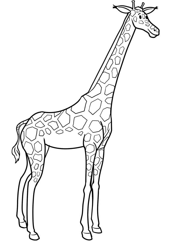 Desenho de Animais Do Zoológico para colorir e imprimir: número 11