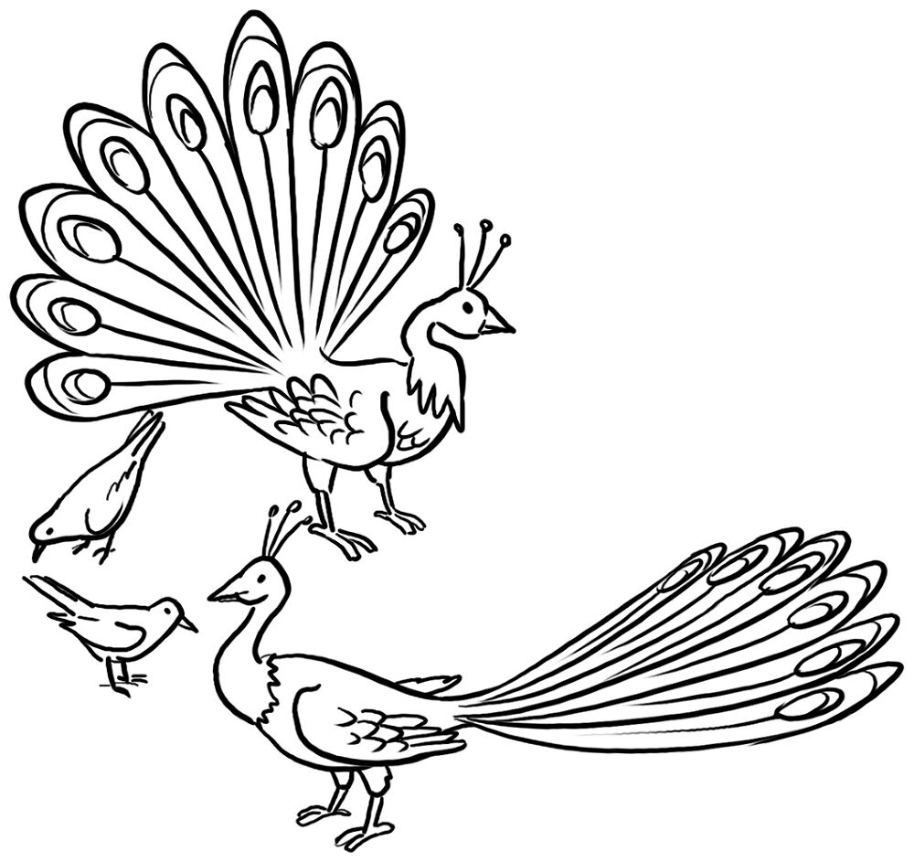 Desenho de Animais Do Zoológico para colorir e imprimir: número 15