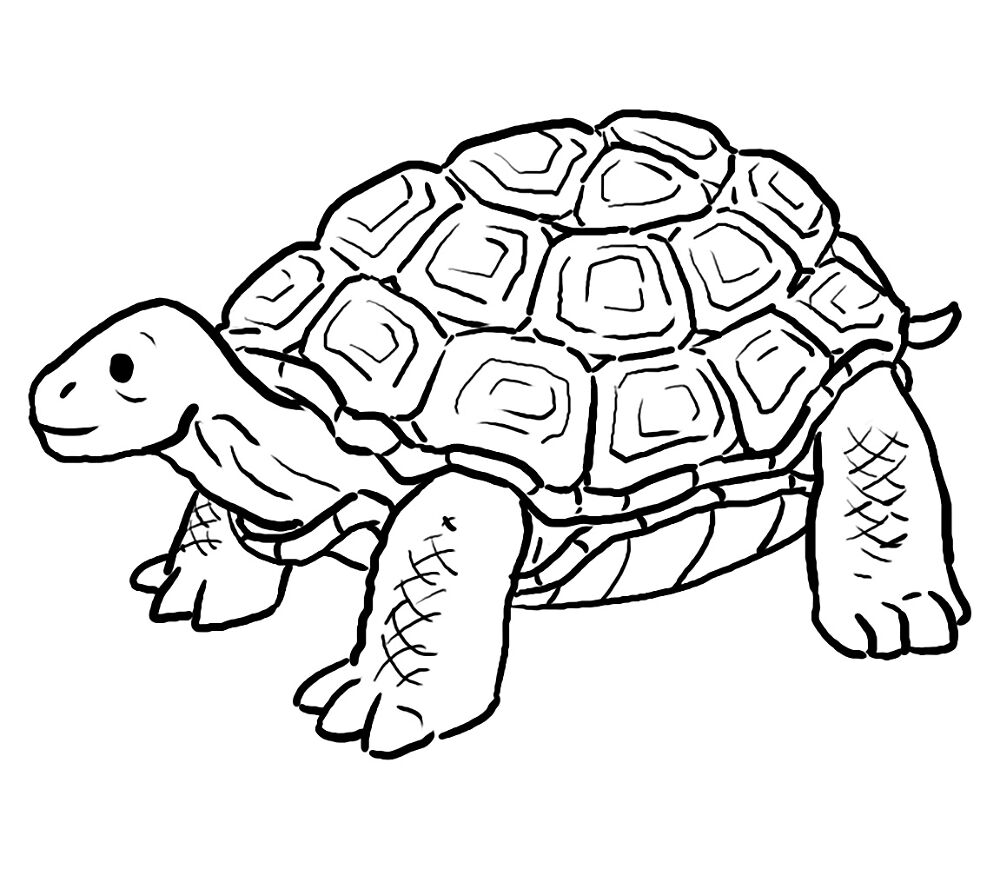 Desenho de Animais Do Zoológico para colorir e imprimir: número 16