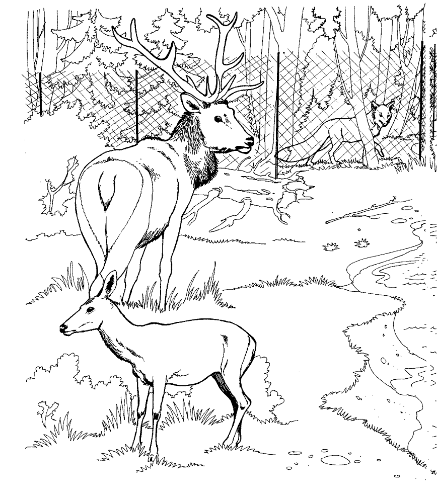 Desenho de Animais Do Zoológico para colorir e imprimir: número 43