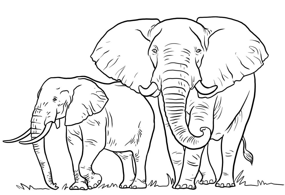 Desenho de Animais Do Zoológico para colorir e imprimir: número 45