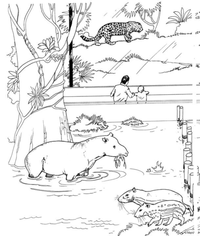 Desenho de Animais Do Zoológico para colorir e imprimir: número 47