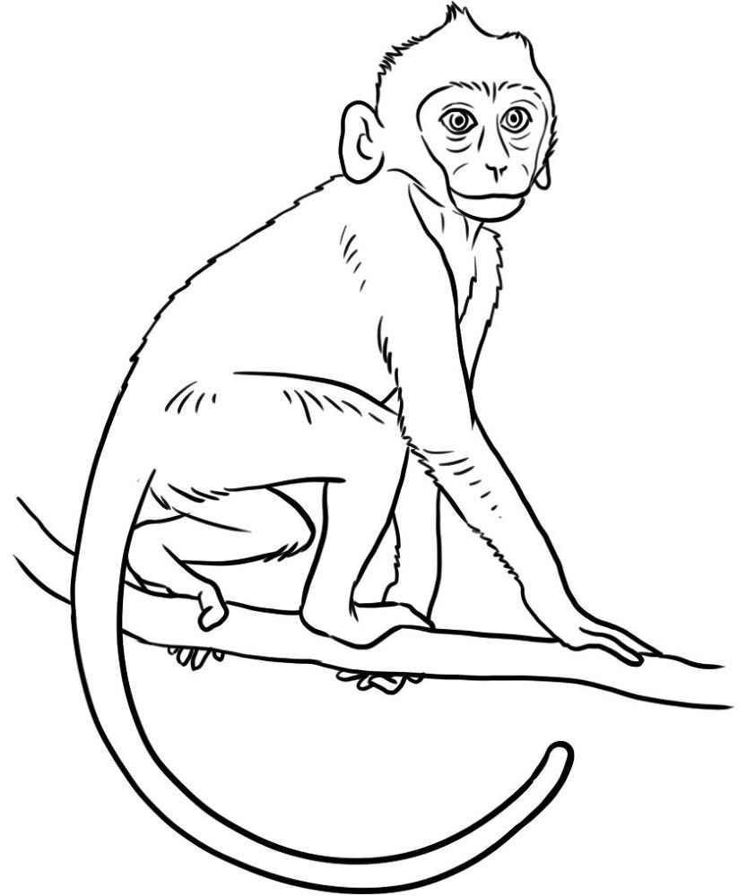 Desenho de Animais Do Zoológico para colorir