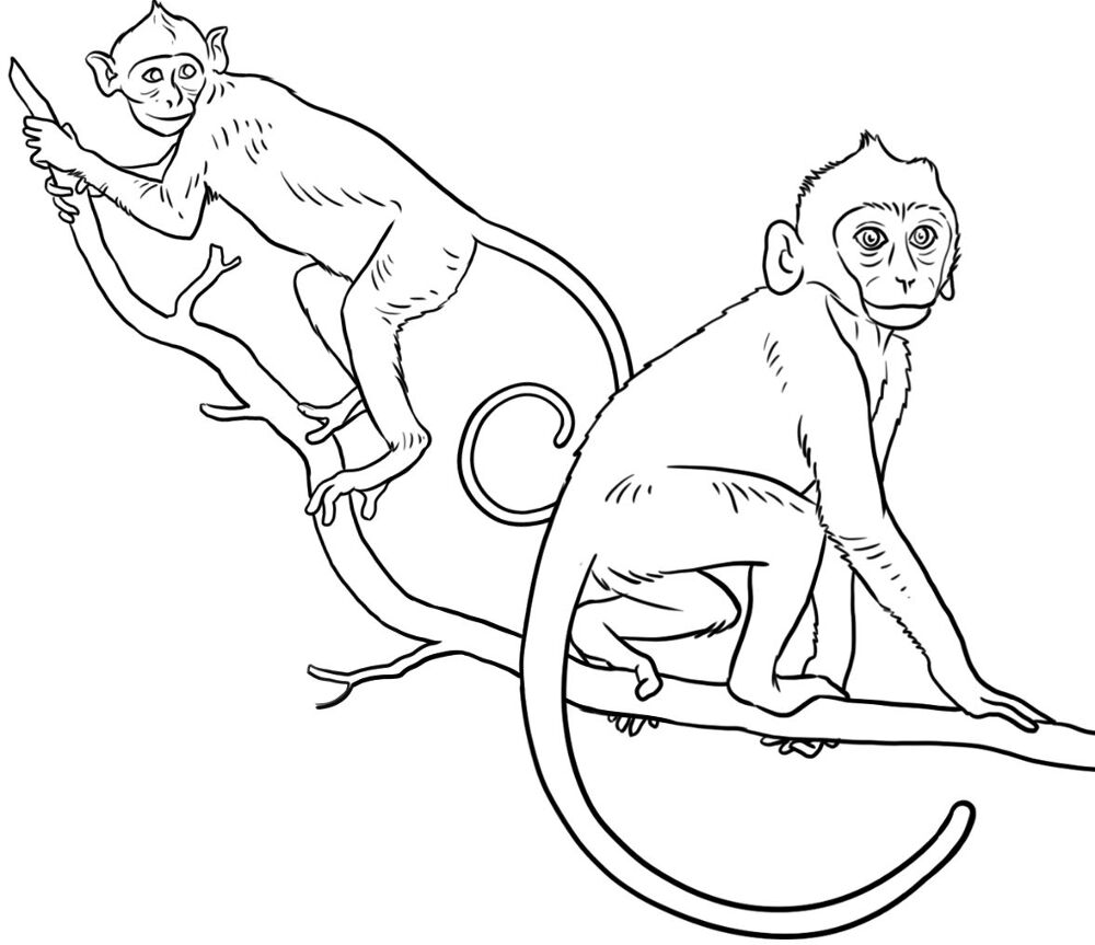 Desenho de Animais Do Zoológico para colorir
