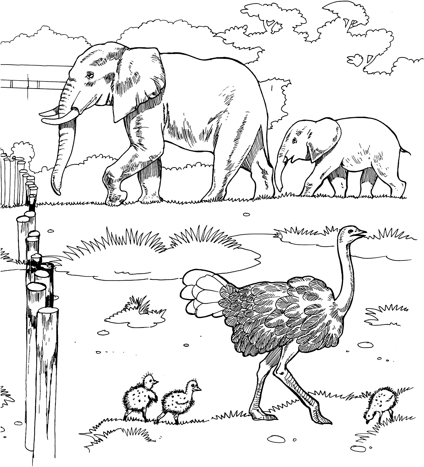 Desenho de Animais Do Zoológico para colorir