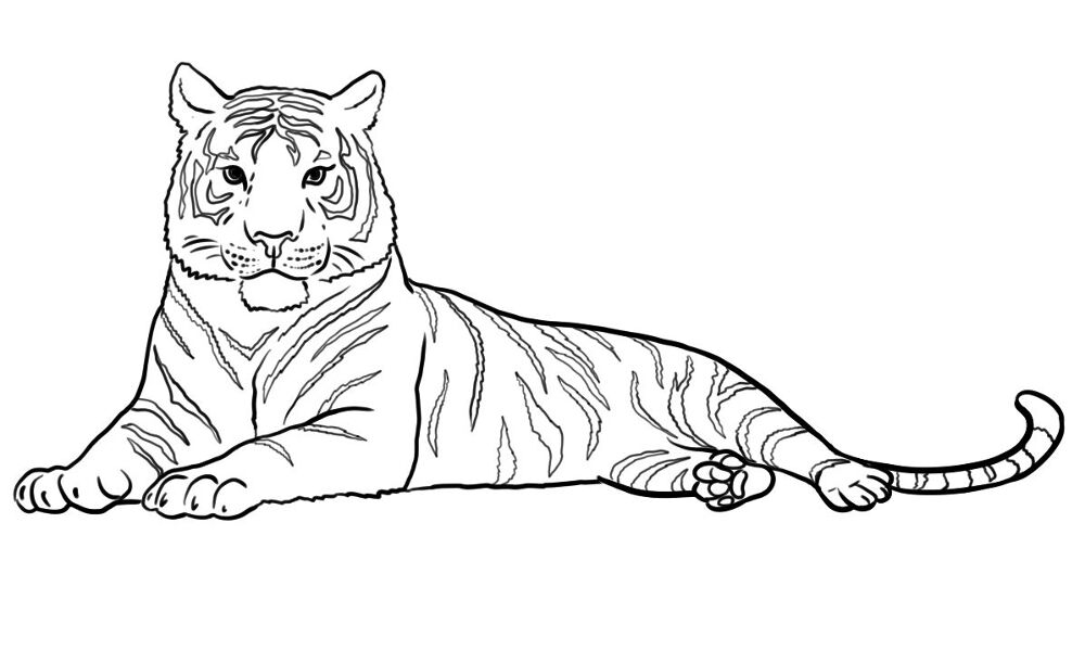 Desenho de Animais Do Zoológico para colorir