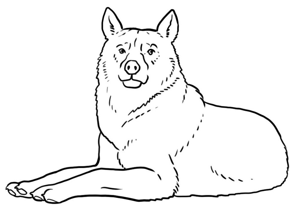 Desenho de Animais Do Zoológico para colorir