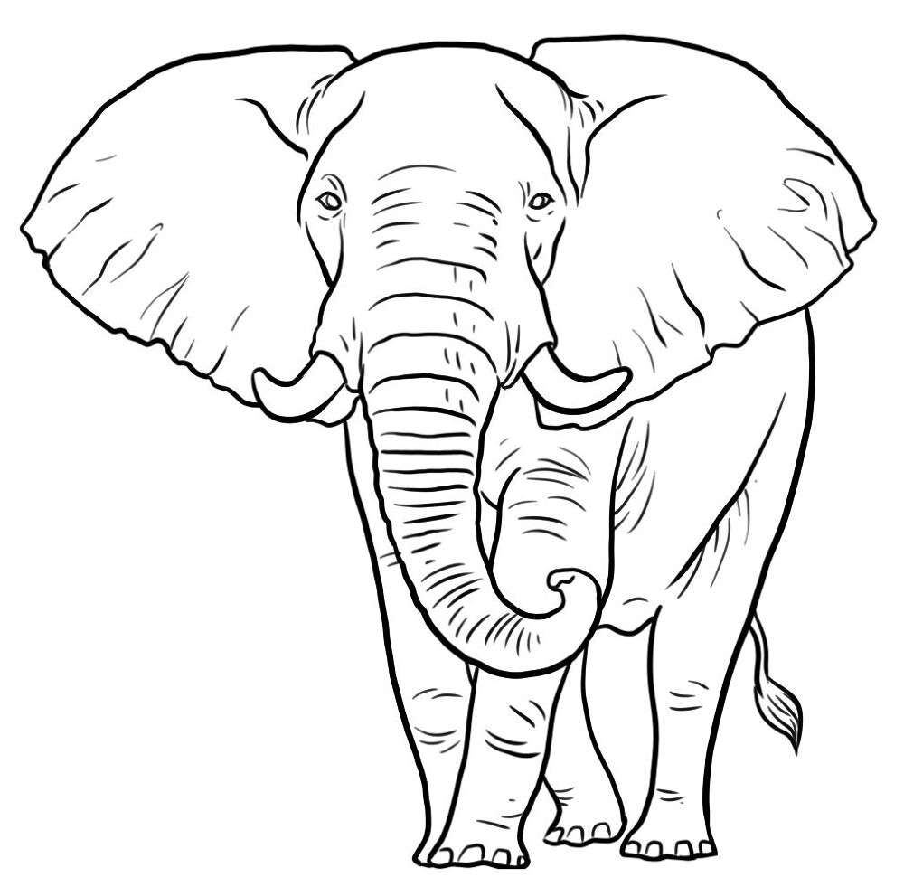 Desenho de Animais Do Zoológico para colorir