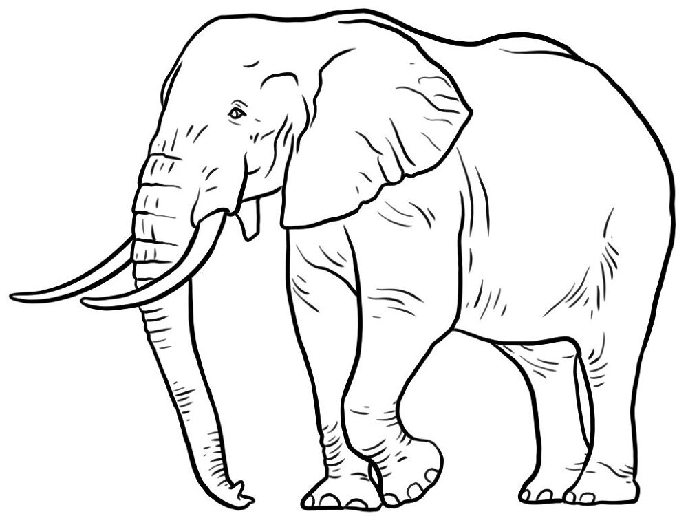 Desenho de Animais Do Zoológico para colorir