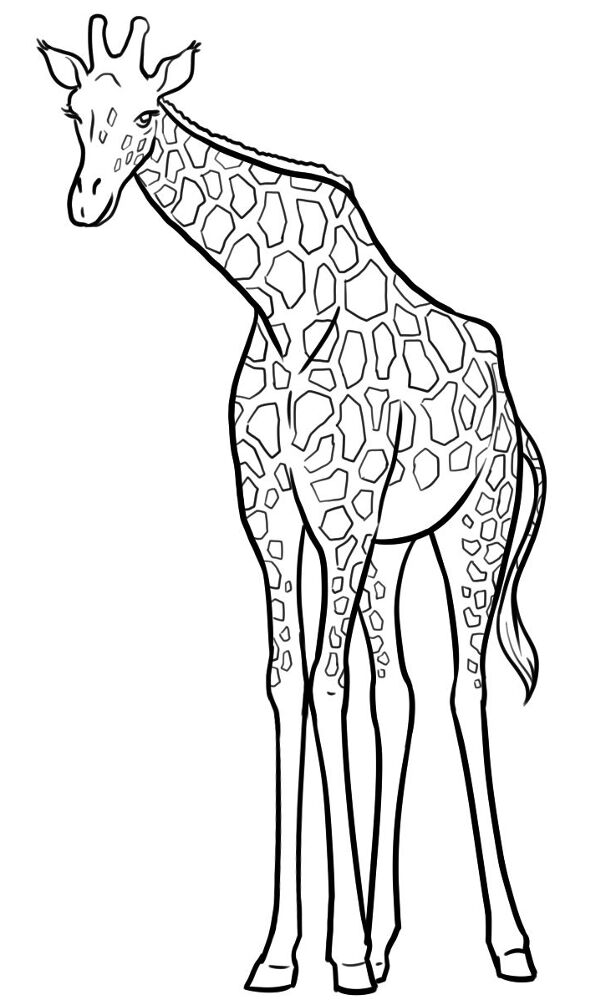 Desenho de Animais Do Zoológico para colorir