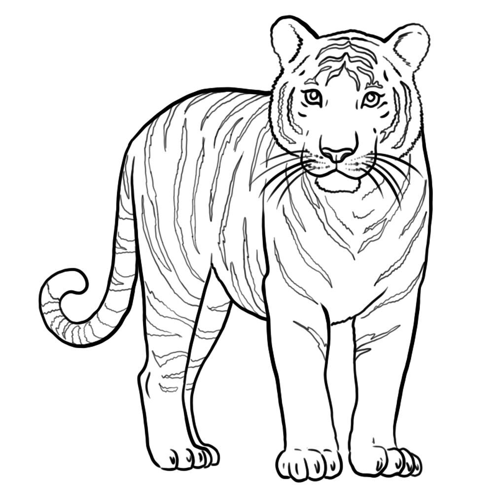 Desenho de Animais Do Zoológico para colorir