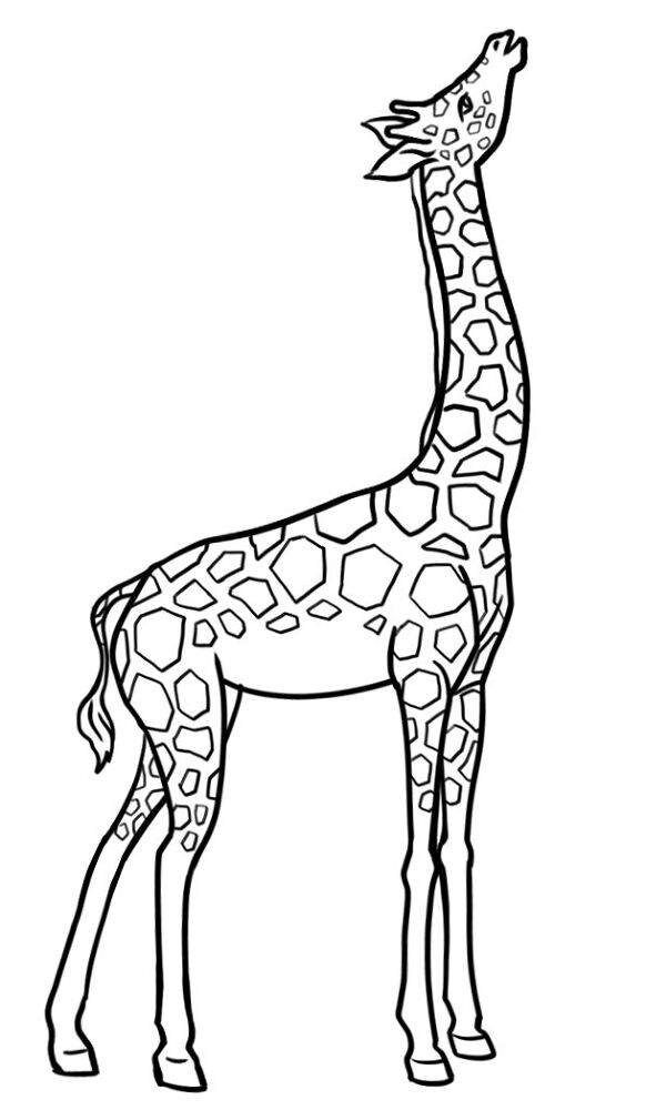 Desenho de Animais Do Zoológico para colorir