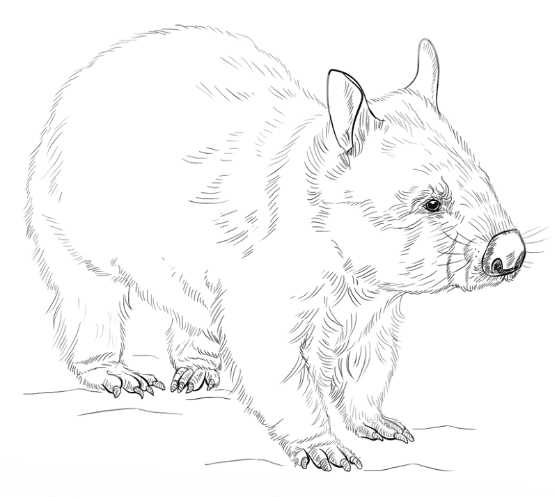 Desenho de Animais Noturnos para colorir e imprimir: número 3
