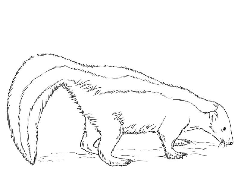 Desenho de Animais Noturnos para colorir e imprimir: número 4