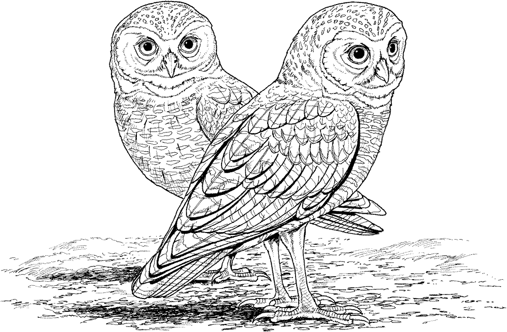 Desenho de Animais Noturnos para colorir e imprimir: número 6