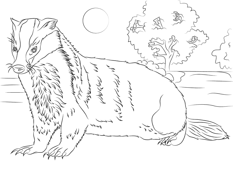 Desenho de Animais Noturnos para colorir e imprimir: número 10
