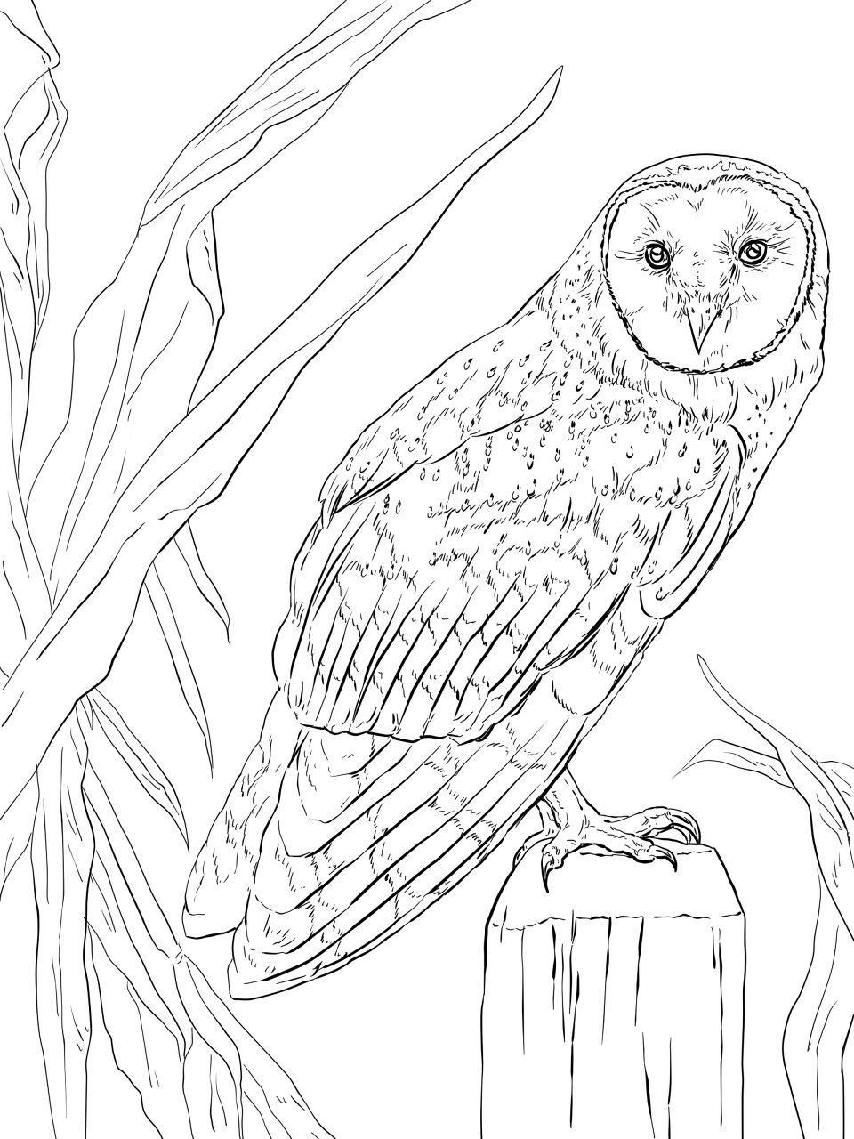 Desenho de Animais Noturnos para colorir e imprimir: número 11