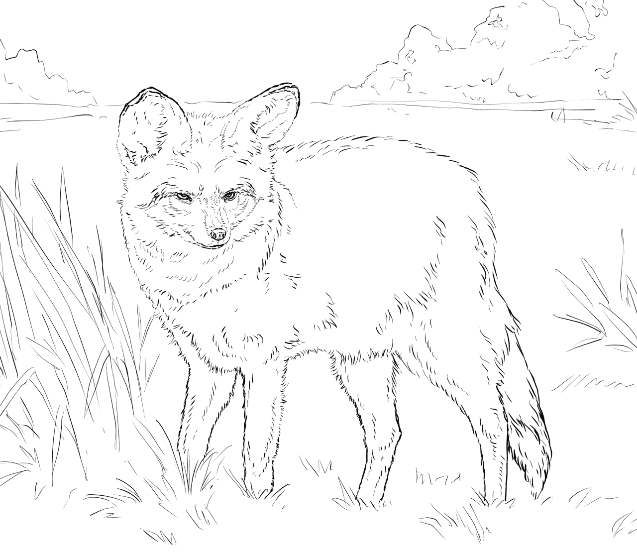 Desenho de Animais Noturnos para colorir e imprimir: número 12