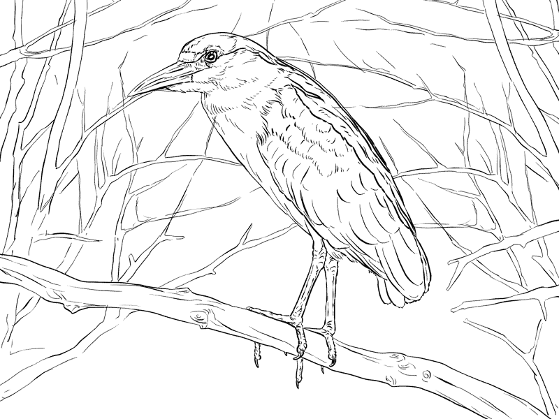 Desenho de Animais Noturnos para colorir e imprimir: número 13