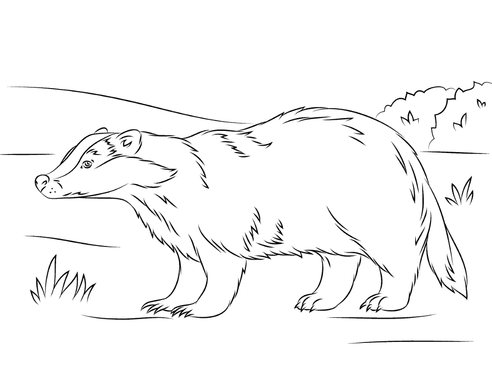 Desenho de Animais Noturnos para colorir e imprimir: número 17