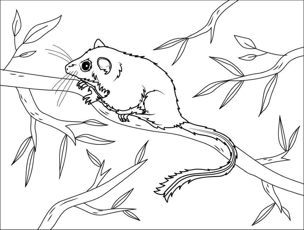 Desenho de Animais Noturnos para colorir e imprimir: número 19