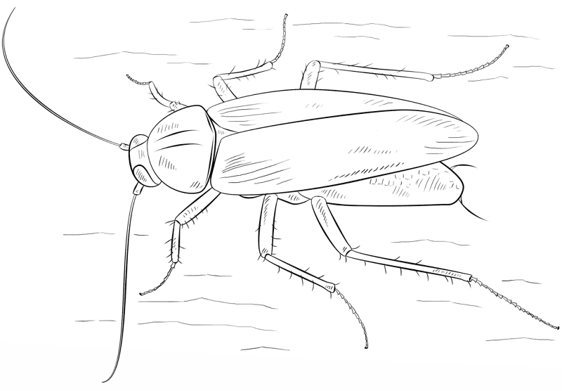 Desenho de Animais Noturnos para colorir e imprimir: número 21