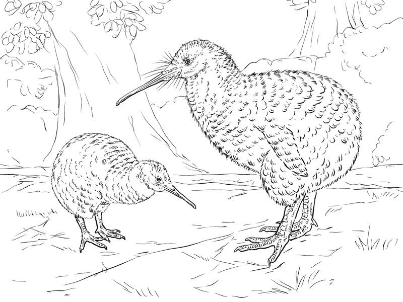 Desenho de Animais Noturnos para colorir e imprimir: número 22