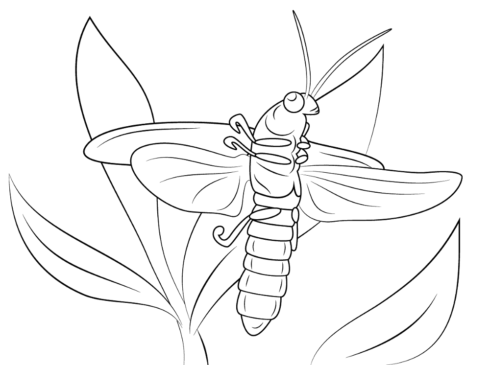 Desenho de Animais Noturnos para colorir e imprimir: número 25