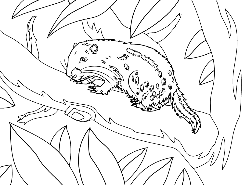 Desenho de Animais Noturnos para colorir e imprimir: número 29
