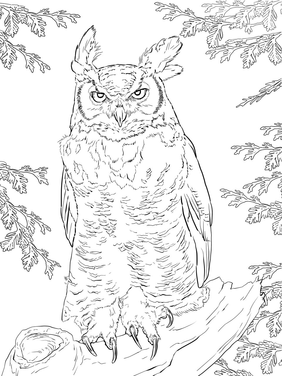 Desenho de Animais Noturnos para colorir e imprimir: número 30