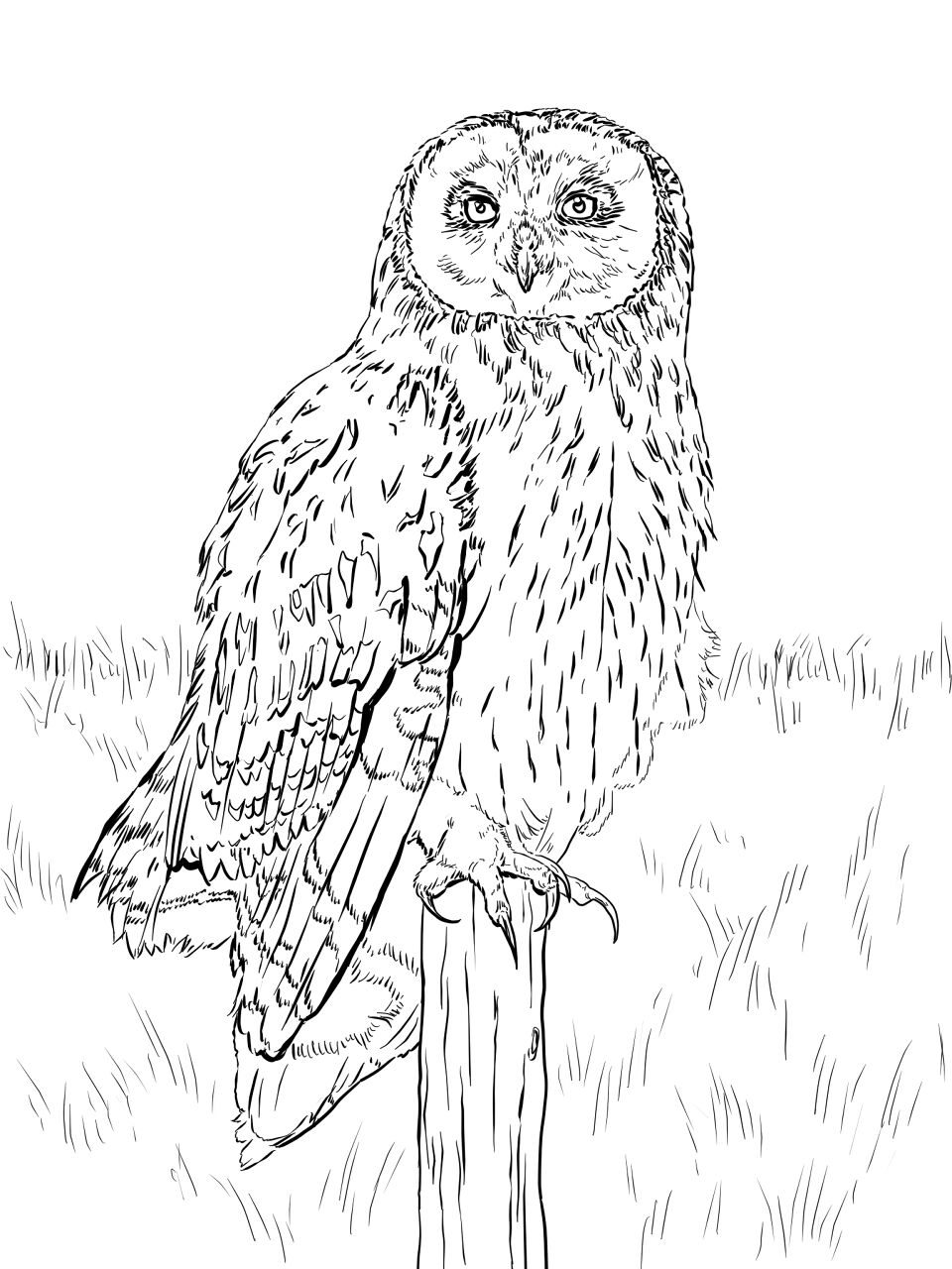 Desenho de Animais Noturnos para colorir e imprimir: número 31